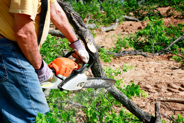 Best Tree Trimming Near Me  in Richfield, UT